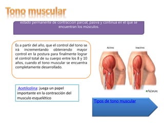estado permanente de contracción parcial, pasiva y continua en el que se 
encuentran los músculos. 
Es a partir del año, que el control del tono se 
irá incrementando obteniendo mayor 
control en la postura para finalmente lograr 
el control total de su cuerpo entre los 8 y 10 
años, cuando el tono muscular se encuentra 
completamente desarrollado. 
Tipos de tono muscular 
Acetilcolina: juega un papel 
importante en la contracción del 
musculo esquelético 
 