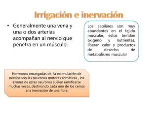 • Generalmente una vena y 
una o dos arterias 
acompañan al nervio que 
penetra en un músculo. 
Hormonas encargadas de la estimulación de 
nervios son las neuronas motoras somáticas , los 
axones de estas neuronas suelen ramificarse 
muchas veces, destinando cada uno de los ramos 
a la inervación de una fibra 
Los capilares son muy 
abundantes en el tejido 
muscular, estos brindan 
oxigeno y nutrientes, 
liberan calor y productos 
de desecho de 
metabolismo muscular 
 