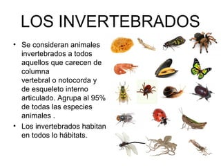 LOS INVERTEBRADOS
• Se consideran animales
  invertebrados a todos
  aquellos que carecen de
  columna
  vertebral o notocorda y
  de esqueleto interno
  articulado. Agrupa al 95%
  de todas las especies
  animales .
• Los invertebrados habitan
  en todos lo hábitats.
 