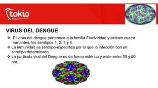  El virus del dengue pertenece a la familia Flaviviridae y existen cuatro
variantes, los serotipos 1, 2, 3 y 4.
 La inmunidad es serotipo-específica por lo que la infección con un
serotipo determinado.
 La partícula viral del Dengue es de forma esférica y mide entre 30 y 50
nm.
VIRUS DEL DENGUE
 