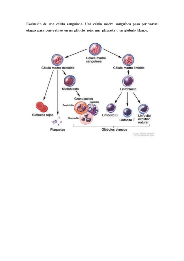 Que preparados al tratamiento sheynogo de la osteocondrosis
