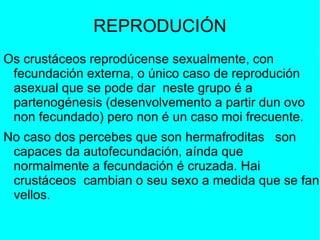 REPRODUCIÓN Os crustáceos reprodúcense sexualmente, con fecundación externa, o único caso de reprodución asexual que se pode dar  neste grupo é a partenogénesis (desenvolvemento a partir dun ovo non fecundado) pero non é un caso moi frecuente. No caso dos percebes que son hermafroditas  son capaces da autofecundación, aínda que normalmente a fecundación é cruzada. Hai crustáceos  cambian o seu sexo a medida que se fan vellos. 