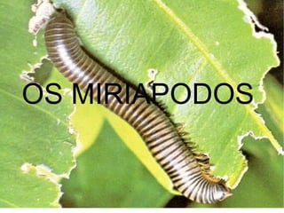 OS MIRIAPODOS 