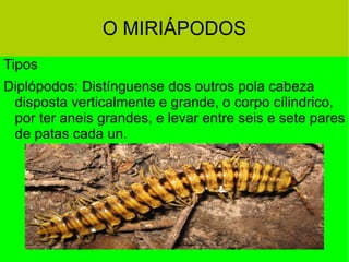 O MIRIÁPODOS Tipos Diplópodos: Distínguense dos outros pola cabeza disposta verticalmente e grande, o corpo cílindrico, por ter aneis grandes, e levar entre seis e sete pares de patas cada un. 