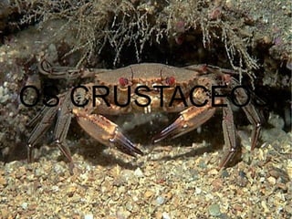 OS CRUSTACEOS 
