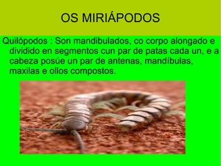 OS MIRIÁPODOS Quilópodos : Son mandibulados, co corpo alongado e dividido en segmentos cun par de patas cada un, e a cabeza posúe un par de antenas, mandíbulas, maxilas e ollos compostos. 