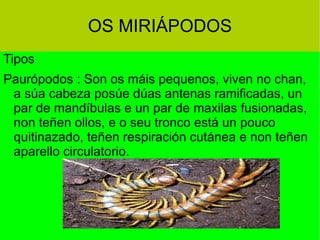 Tipos Paurópodos : Son os máis pequenos, viven no chan,  a súa cabeza posúe dúas antenas ramificadas, un par de mandíbulas e un par de maxilas fusionadas, non teñen ollos, e o seu tronco está un pouco quitinazado, teñen respiración cutánea e non teñen aparello circulatorio. OS MIRIÁPODOS 