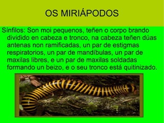 OS MIRIÁPODOS Sínfilos: Son moi pequenos, teñen o corpo brando dividido en cabeza e tronco, na cabeza teñen dúas antenas non ramificadas, un par de estigmas respiratorios, un par de mandíbulas, un par de maxilas libres, e un par de maxilas soldadas formando un beizo, e o seu tronco está quitinizado. 