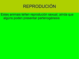 REPRODUCIÓN Estes animais teñen reprodución sexual, aínda que algúns poden presentar partenogénesis  