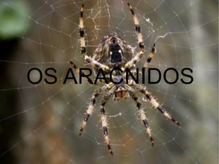 OS ARACNIDOS 