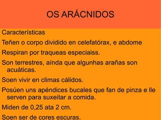 OS ARÁCNIDOS Características Teñen o corpo dividido en celefatórax, e abdome Respiran por traqueas especiaiss. Son terrestres, aínda que algunhas arañas son acuáticas. Soen vivir en climas cálidos. Posúen uns apéndices bucales que fan de pinza e lle serven para suxeitar a comida. Miden de 0,25 ata 2 cm. Soen ser de cores escuras. 
