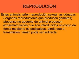 REPRODUCIÓN Estes animais teñen reprodución sexual, as gónadas ( órganos reproductores que producen gametos) atopanse no abdome do animal producen expermatozoides que son introducidos no corpo da femia mediante os pedipalpos, aínda que a transmisión  tamén pode ser indirecta.  