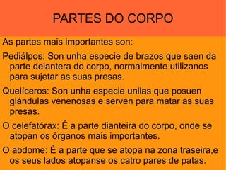 PARTES DO CORPO As partes mais importantes son: 