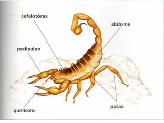Pediálpos: Son unha especie de brazos que saen da parte delantera do corpo, normalmente utilizanos para sujetar as suas presas. 