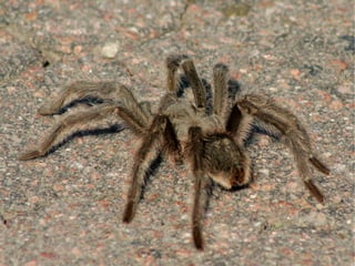 Quelíceros: Son unha especie unllas que posuen glándulas venenosas e serven para matar as suas presas. 