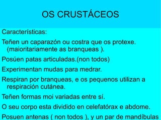 OS CRUSTÁCEOS Características: Teñen un caparazón ou costra que os protexe.(maioritariamente as branqueas ). Posúen patas articuladas.(non todos) Experimentan mudas para medrar. Respiran por branqueas, e os pequenos utilizan a respiración cutánea.  Teñen formas moi variadas entre sí. O seu corpo esta dividido en celefatórax e abdome. Posuen antenas ( non todos ), y un par de mandíbulas e detrás unhas maxilas. Soen ser de cores escuras. 