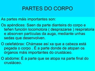 PARTES DO CORPO As partes máis importantes son: Os apéndices: Saen da parte dianteira do corpo e teñen función locomotora ( desprazarse ) respiratoria e absorven partículas da auga, mediante unhas sedas que desenvolven.  O celefatórax: Chámase así xa que a cabeza está pegada o corpo . É a parte donde de atopan os órganos máis importantes do crustáceo. O abdome: É a parte que se atopa na parte final do crustáceo. 