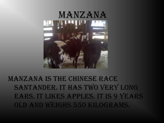 manzana




manzana is the chinese race
 santander. it has tWo very long
 ears. it likes aPPles. it is 9 years
 old and Weighs 550 kilograms.
 