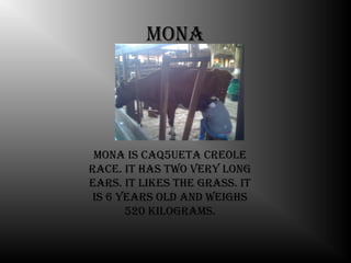 mona




 mona is caq5ueta creole
race. it has tWo very long
ears. it likes the grass. it
 is 6 years old and Weighs
       520 kilograms.
 