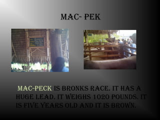 mac- Pek




 mac-Peck is bronks race. it has a
huge lead. it Weighs 1020 Pounds. it
is Five years old and it is broWn.
 