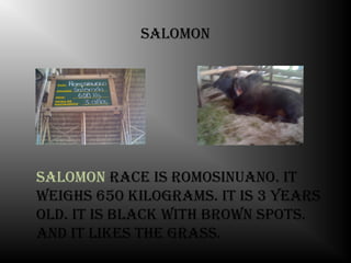 salomon




salomon race is romosinuano. it
Weighs 650 kilograms. it is 3 years
old. it is black With broWn sPots.
and it likes the grass.
 