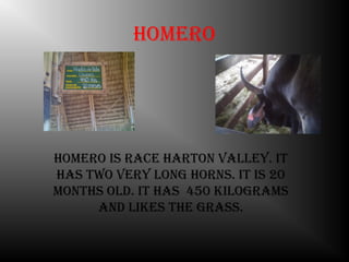 homero




homero is race harton valley. it
has tWo very long horns. it is 20
months old. it has 450 kilograms
     and likes the grass.
 