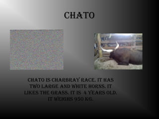 chato




 chato is charbray race. it has
  tWo large and White horns. it
likes the grass. it is 4 years old.
         it Weighs 950 kg.
 