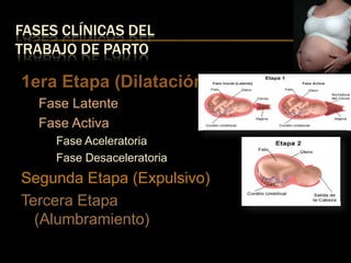 Etapas Y Fases Del Trabajo De Parto etapas-y-fases-del-trabajo-de-parto