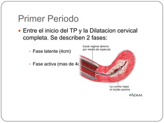 Primer Periodo Entre el inicio del TP y la Dilatacion cervical completa. Se describen 2 fases:	Fase latente (4cm) Fase activa (mas de 4cm)