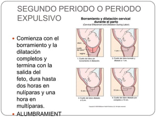 SEGUNDO PERIODO O PERIODO EXPULSIVOComienza con el borramiento y la dilatación completos y termina con la salida del feto, dura hasta dos horas en nulíparas y una hora en multíparas.ALUMBRAMIENTO