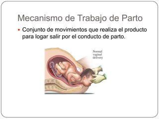 Mecanismo de Trabajo de Parto Conjunto de movimientos que realiza el producto para logar salir por el conducto de parto.