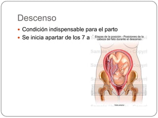 Descenso Condición indispensable para el parto Se inicia apartar de los 7 a 8cm 