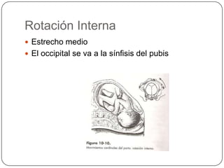 Rotación Interna Estrecho medio El occipital se va a la sínfisis del pubis 