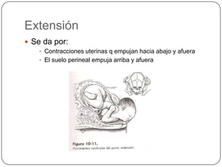 Extensión Se da por:Contracciones uterinas q empujan hacia abajo y afuera El suelo perineal empuja arriba y afuera