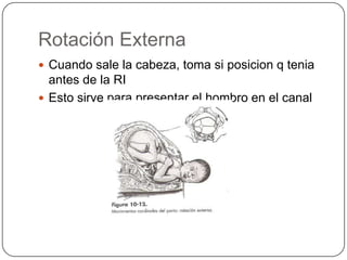 Rotación Externa Cuando sale la cabeza, toma si posicion q tenia antes de la RIEsto sirve para presentar el hombro en el canal