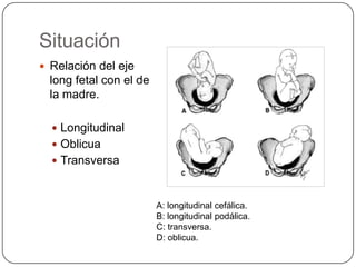 Situación Relación del eje long fetal con el de la madre.Longitudinal Oblicua Transversa A: longitudinal cefálica.B: longitudinal podálica.C: transversa.D: oblicua.