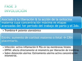 Asociado a la liberación & la acción de la oxitocina
materna cuya concentración máxima es etapas
avanzadas del 1er periodo del trabajo de parto y el 2do.
• Trombina potente uterotónico

Estrés: aumento de cortisol materno o fetal  CRH
placentario.
• Infección: activa inflamación PGs en las membranas fetales
• DPPNI: afecta directamente al miometrio por liberación de trombina.
• Sobre distención uterina: Estiramiento uterino activa concentración
  miometrial.
 
