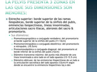    Estrecho superior: borde superior de las ramas
    ileopúbicas, borde superior de la sínfisis del pubis,
    eminencias ileopectíneas, líneas innominadas,
    articulaciones sacro iliacas, alerones del sacro &
    promontorio.
       Sus diámetros:
           Promontosuprapúbico o conjugado verdadero: del promontorio
            al borde superior de la sínfisis del pubis (11-12cm)
           Promontorretropúbico o conjugado obstétrico: del promontorio
            a retropubis. (10.5cm)
           Promontosubpúbico o conjugado diagonal: del promontorio al
            borde inferior de la sínfisis del pubis (12cm)
           Diámetro transverso máximo: del punto más distante de una
            línea innominada a otro lado en el lado opuesto (13-13.5 cm)
           Diámetro oblicuos: de las eminencias iliopectíneas de un lado a
            la articulación sacroiliaca del lado opuesto (12cm) según
            donde se encuentre la eminencia iliopectínea izq o der.
 