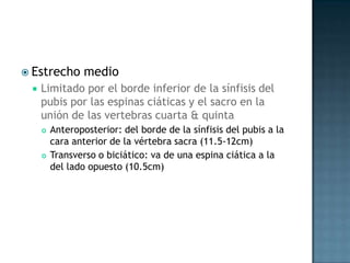  Estrecho       medio
    Limitado por el borde inferior de la sínfisis del
     pubis por las espinas ciáticas y el sacro en la
     unión de las vertebras cuarta & quinta
        Anteroposterior: del borde de la sínfisis del pubis a la
         cara anterior de la vértebra sacra (11.5-12cm)
        Transverso o biciático: va de una espina ciática a la
         del lado opuesto (10.5cm)
 