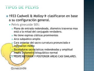  1933 Cadwell & Molloy clasificaron en base
 a su configuración general.
    Pelvis ginecoide 50%:
        Plano de entrada redondeada, diametro trasverso max
         está a la mitad del conjugado verdadero.
        No tiene espinas ciáticas prominentes
        Arco subpubico amplio
        Cara anterior del sacro curvatura pronunciada e
         inclinacion media
        Escotaduras sacrociaticas redondeadas y amplitud
         media y diametro biisquiático normal
        PELVIS ANTERIOR Y POSTERIOR ÁREAS CASI SIMILARES.
 