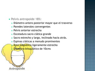    Pelvis antropoide 18%:
       Diámetro antero posterior mayor que el trasverso
       Paredes laterales convergentes
       Pelvis anterior estrecha
       Escotadura sacro ciática grande
       Sacro estrecho y largo, inclinado hacia atrás.
       Espinas ciáticas a menudo prominentes
       Arco subpúbico ligeramente estrecho
       Diámetro biisquiático de 10cms
 