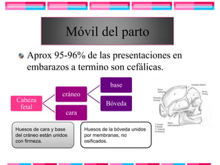 Móvil del parto
     Aprox 95-96% de las presentaciones en
     embarazos a termino son cefálicas.
                                       base
                    cráneo
Cabeza
                                      Bóveda
 fetal
                      cara

Huesos de cara y base        Huesos de la bóveda unidos
del cráneo están unidos      por membranas, no
con firmeza.                 osificados.
 