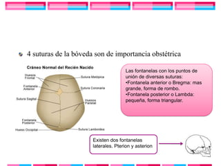 4 suturas de la bóveda son de importancia obstétrica

                                     Las fontanelas con los puntos de
                                     unión de diversas suturas:
                                     •Fontanela anterior o Bregma: mas
                                     grande, forma de rombo.
                                     •Fontanela posterior o Lambda:
                                     pequeña, forma triangular.




                      Existen dos fontanelas
                      laterales. Pterion y asterion
 