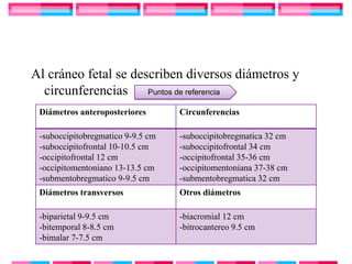 Al cráneo fetal se describen diversos diámetros y
  circunferencias Puntos de referencia
 Diámetros anteroposteriores       Circunferencias

 -suboccipitobregmatico 9-9.5 cm   -suboccipitobregmatica 32 cm
 -suboccipitofrontal 10-10.5 cm    -suboccipitofrontal 34 cm
 -occipitofrontal 12 cm            -occipitofrontal 35-36 cm
 -occipitomentoniano 13-13.5 cm    -occipitomentoniana 37-38 cm
 -submentobregmatico 9-9.5 cm      -submentobregmatica 32 cm
 Diámetros transversos             Otros diámetros

 -biparietal 9-9.5 cm              -biacromial 12 cm
 -bitemporal 8-8.5 cm              -bitrocantereo 9.5 cm
 -bimalar 7-7.5 cm
 