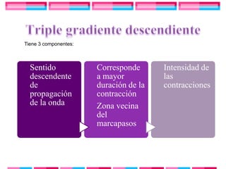 Tiene 3 componentes:



  Sentido              Corresponde      Intensidad de
  descendente          a mayor          las
  de                   duración de la   contracciones
  propagación          contracción
  de la onda           Zona vecina
                       del
                       marcapasos
 