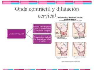Onda contráctil y dilatación
               cervical
                      Presión centrifuga que
                      ejerce la presentación
                       y las bolsas de agua
Dilatación cervical
                      Tracción longitudinal
                      que útero ejerce sobre
                             el cuello
 