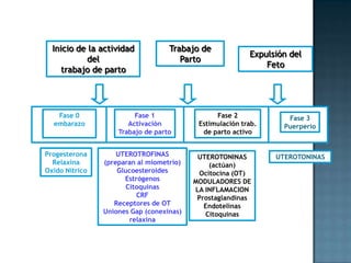 Inicio de la actividad           Trabajo de
                                                          Expulsión del
            del                       Parto
                                                              Feto
     trabajo de parto




   Fase 0                Fase 1                 Fase 2             Fase 3
  embarazo             Activación          Estimulación trab.     Puerperio
                    Trabajo de parto        de parto activo


Progesterona        UTEROTROFINAS          UTEROTONINAS         UTEROTONINAS
  Relaxina      (preparan al miometrio)       (actúan)
Oxido Nítrico       Glucoesteroides        Ocitocina (OT)
                      Estrógenos          MODULADORES DE
                       Citoquinas         LA INFLAMACION
                          CRF              Prostaglandinas
                   Receptores de OT          Endotelinas
                Uniones Gap (conexinas)      Citoquinas
                        relaxina
 