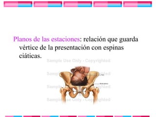 Planos de las estaciones: relación que guarda
  vértice de la presentación con espinas
  ciáticas.
 