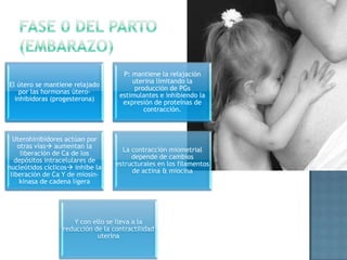P: mantiene la relajación
                                        uterina limitando la
El útero se mantiene relajado
                                         producción de PGs
   por las hormonas útero-
                                    estimulantes e inhibiendo la
  inhibidoras (progesterona)
                                     expresión de proteínas de
                                            contracción.



  Uterohinibidores actúan por
    otras vías aumentan la
                                     La contracción miometrial
     liberación de Ca de los
                                        depende de cambios
   depósitos intracelulares de
                                   estructurales en los filamentos
nucleótidos cíclicos inhibe la
                                        de actina & miocina
 liberación de Ca Y de miosin-
     kinasa de cadena ligera




                     Y con ello se lleva a la
                  reducción de la contractilidad
                             uterina
 