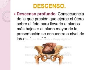    Descenso profundo: Consecuencia
    de la que presión que ejerce el útero
    sobre el feto para llevarlo a planos
    más bajos = el plano mayor de la
    presentación se encuentra a nivel de
    las espinas ciáticas.
 